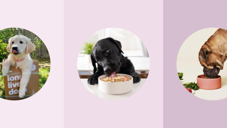 Ten best Dog Food Brands