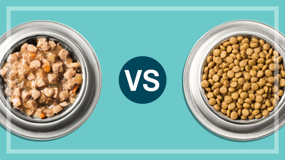 Which Is Better: Dry Dog Food or Wet Dog Food?