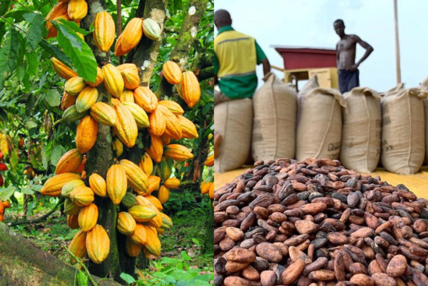 Government increases cocoa prices by 21%