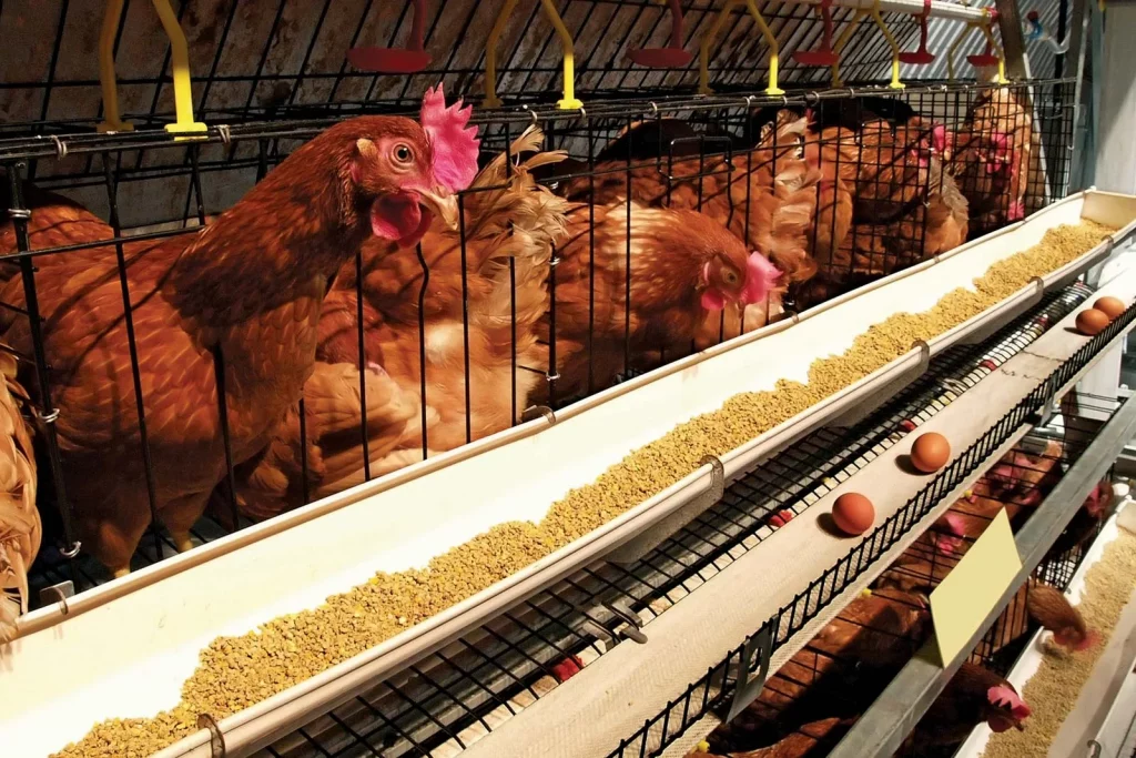 Poultry farmers urge government to revitalise the local poultry industry.