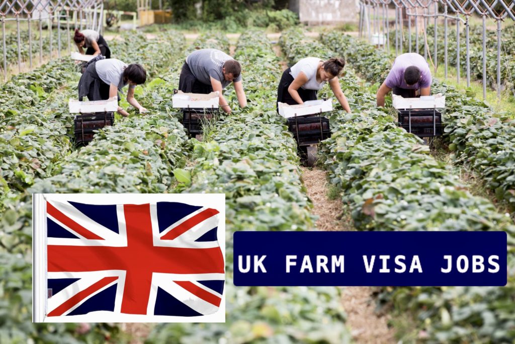 UK Farm Visa Jobs 2023: How To Apply Online