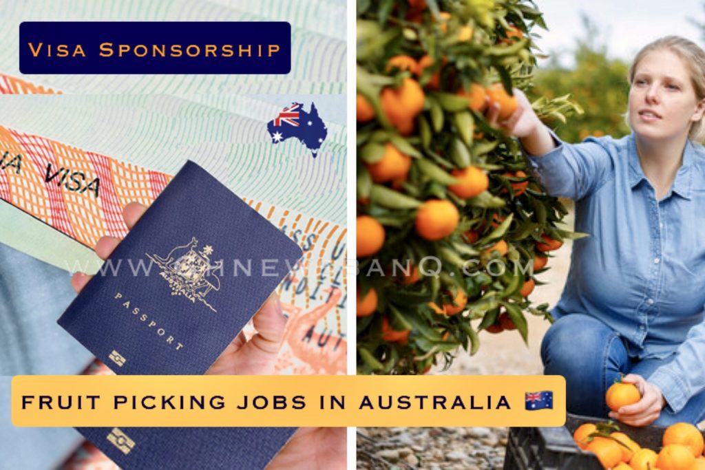 Fruit Picking Jobs in Australia with Visa Sponsorship 2023 GhnewsbanQ