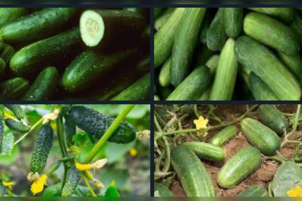 11 Amazing Health Benefits of Cucumber – Backed by Science